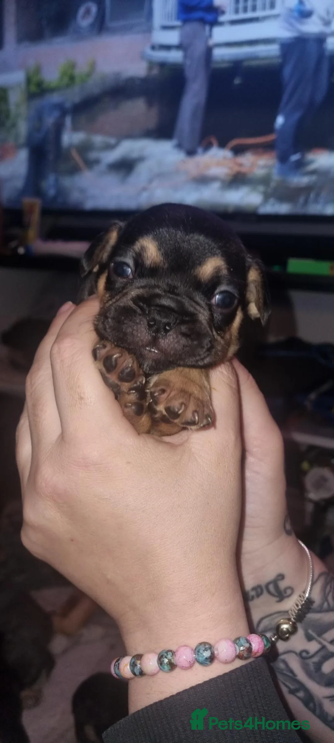 French Bulldog dogs for sale: French bulldogs  in Blackpool - Advert 2