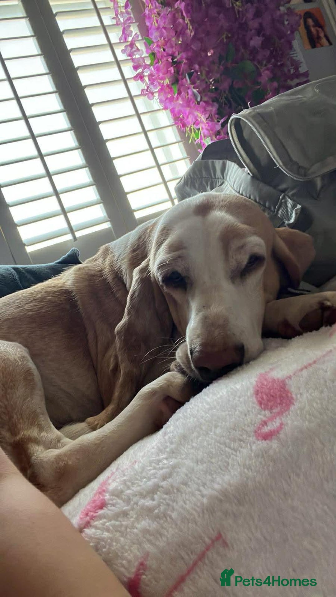 Mixed Breed dogs for adoption: Lovely timid Sabueso Hound for adoption - Advert 3