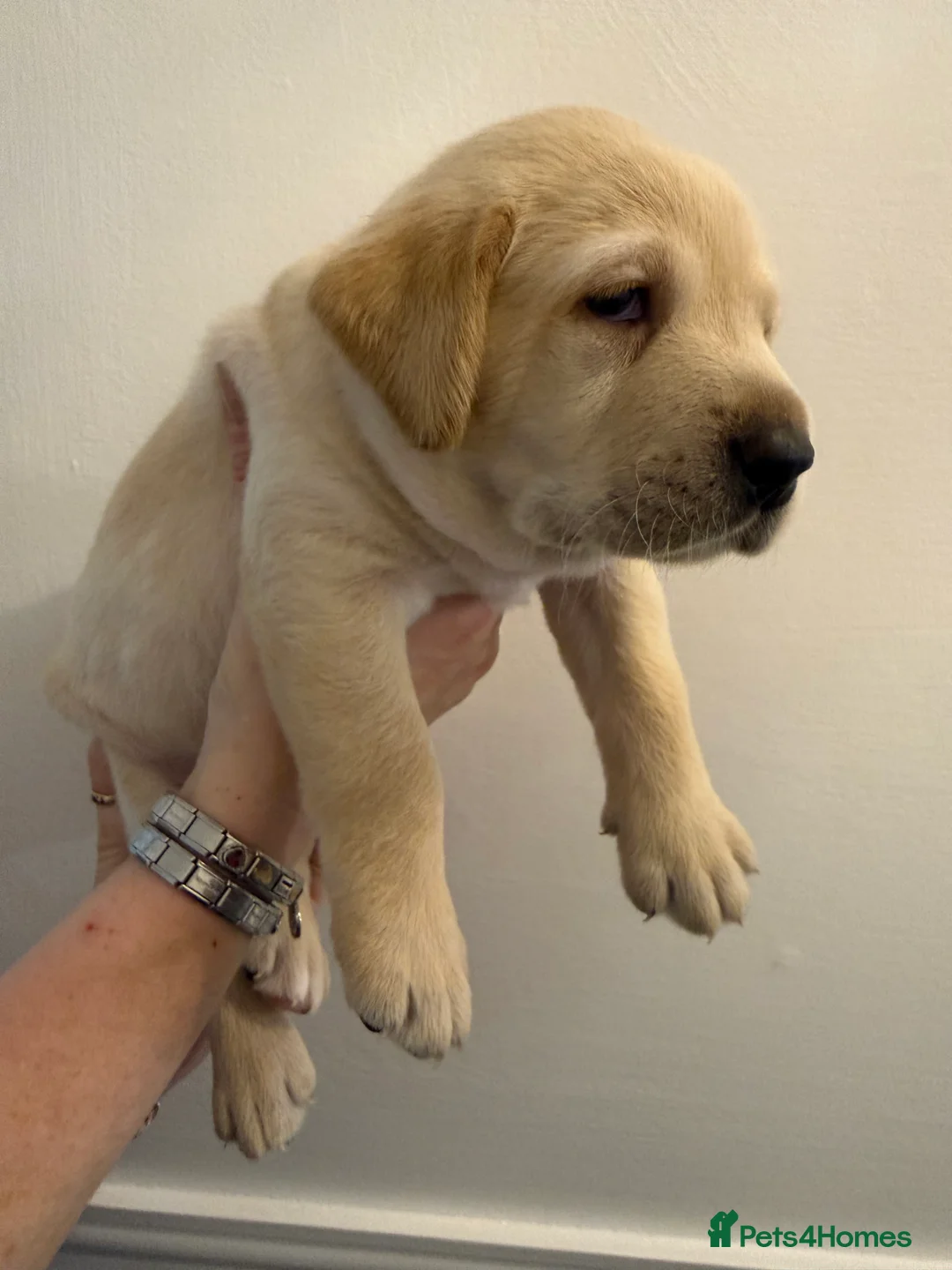 Labrador Retriever dogs for sale: KC Registered Labrador Puppies  - Advert 8