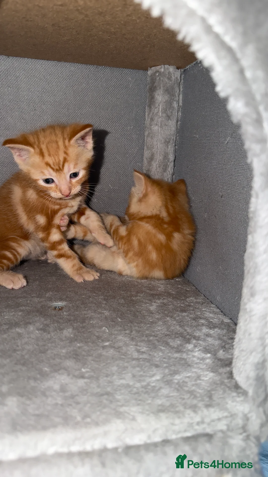 Mixed Breed cats for sale:  Two rare ginger girls  in London - Advert 2