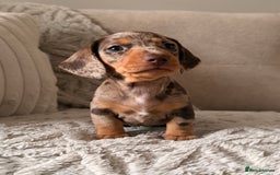 Miniature Dachshund dogs for sale: OUTSTANDING TRUE TO TYPE SMOOTH MINI DACHSHUNDS  - Image 1