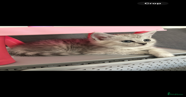 Mixed Breed cats - Advert 9