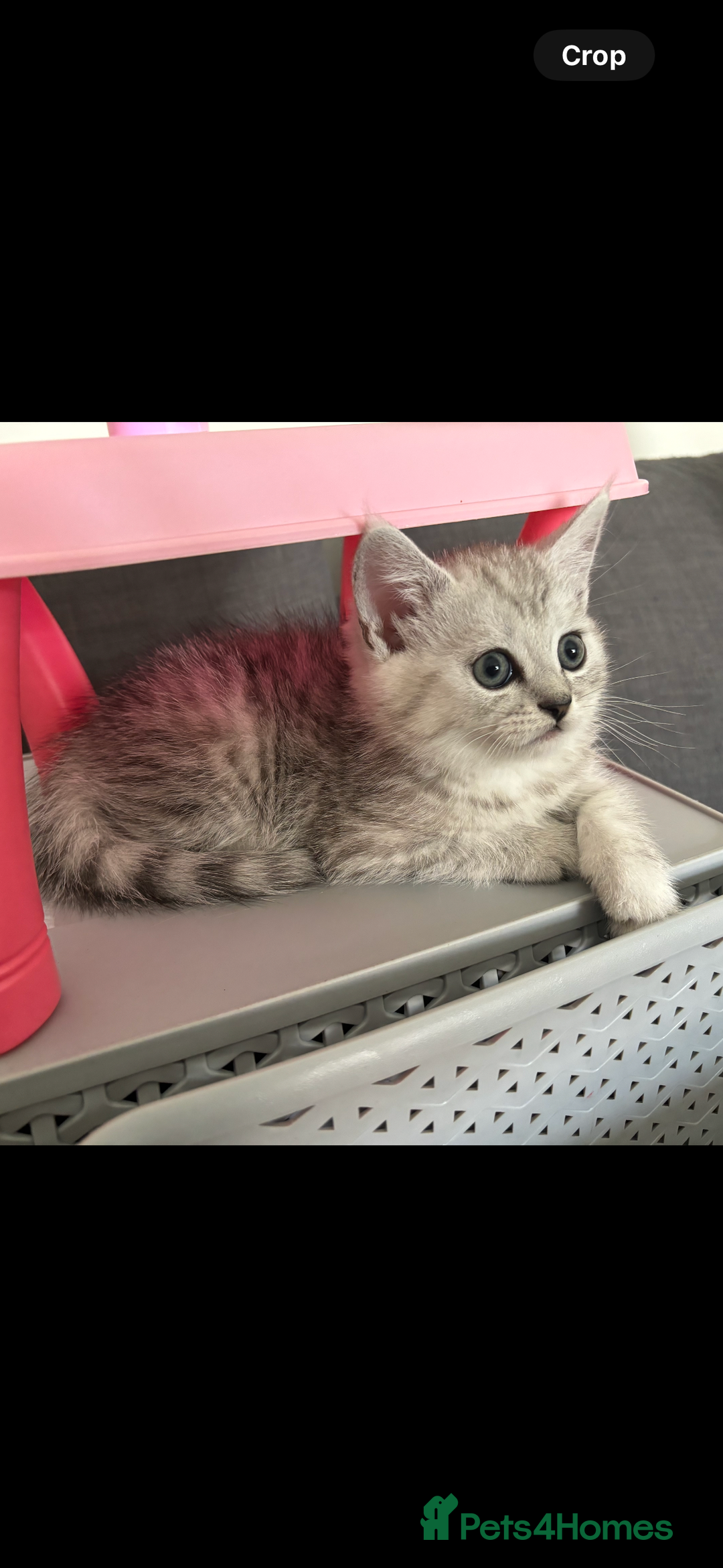 Mixed Breed cats for sale: Persian Chinchilla and British Shorthair  - Image 2