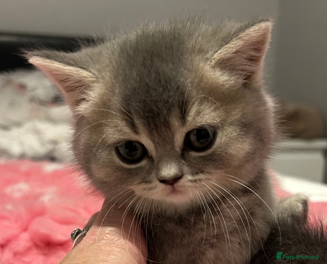British Shorthair cats for sale: Beautiful British Shorthair kittens  - Advert 26