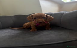 Miniature Dachshund dogs for sale: Stunning mini sausages  - Image 9