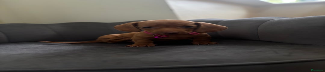 Miniature Dachshund pink collar 