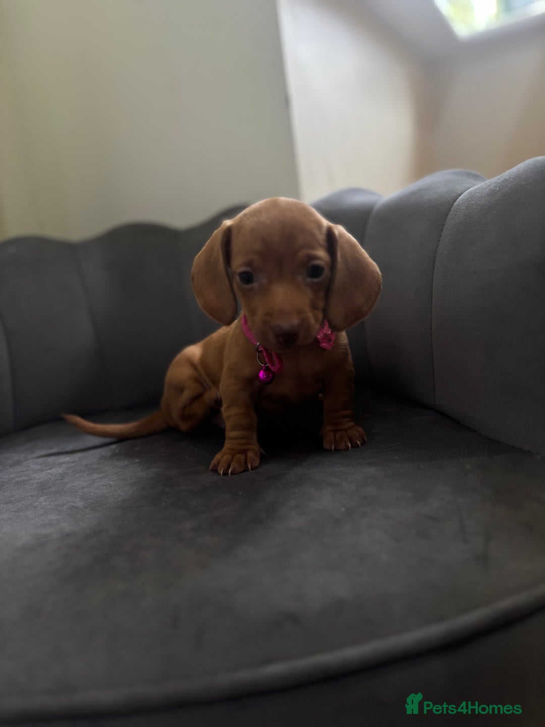 Miniature Dachshund dogs for sale: Stunning mini sausages  - Image 9