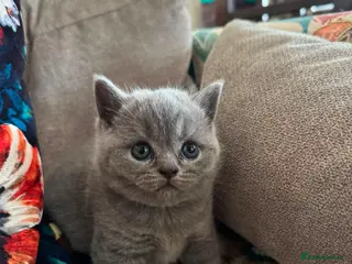 British Shorthair cats for sale: Pedigree British Shorthair Kittens, Excellent Bloo - Advert 2