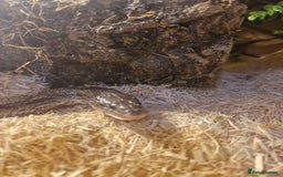 Corn Snake reptiles for sale: 5ft corn snake and viv - Advert 4