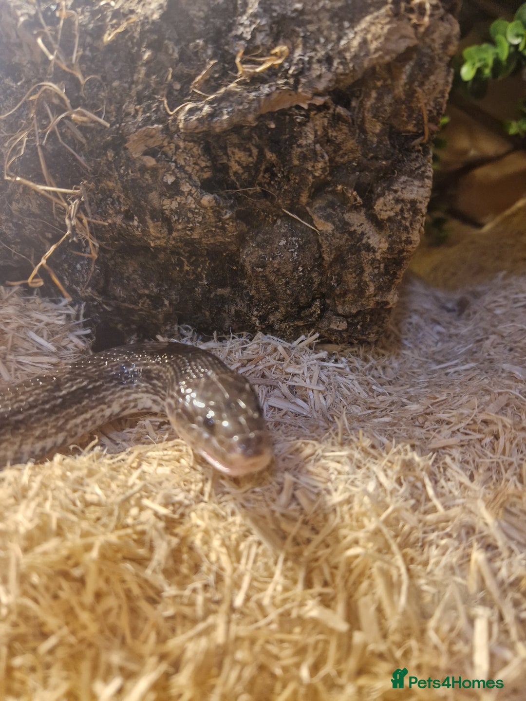 Corn Snake reptiles for sale: 5ft corn snake and viv - Advert 4