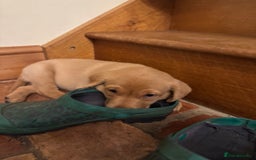 Labrador Retriever dogs for sale: 6 Pedigree Fox Red Labrador Puppies - Image 26