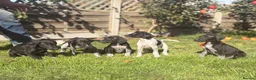 Mixed Breed dogs for sale: 🏆Exceptional GSP bloodlines,  last boys!  - Advert 7
