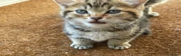 Mixed Breed cats for sale: Main Coon Mixed Kittens - Advert 7