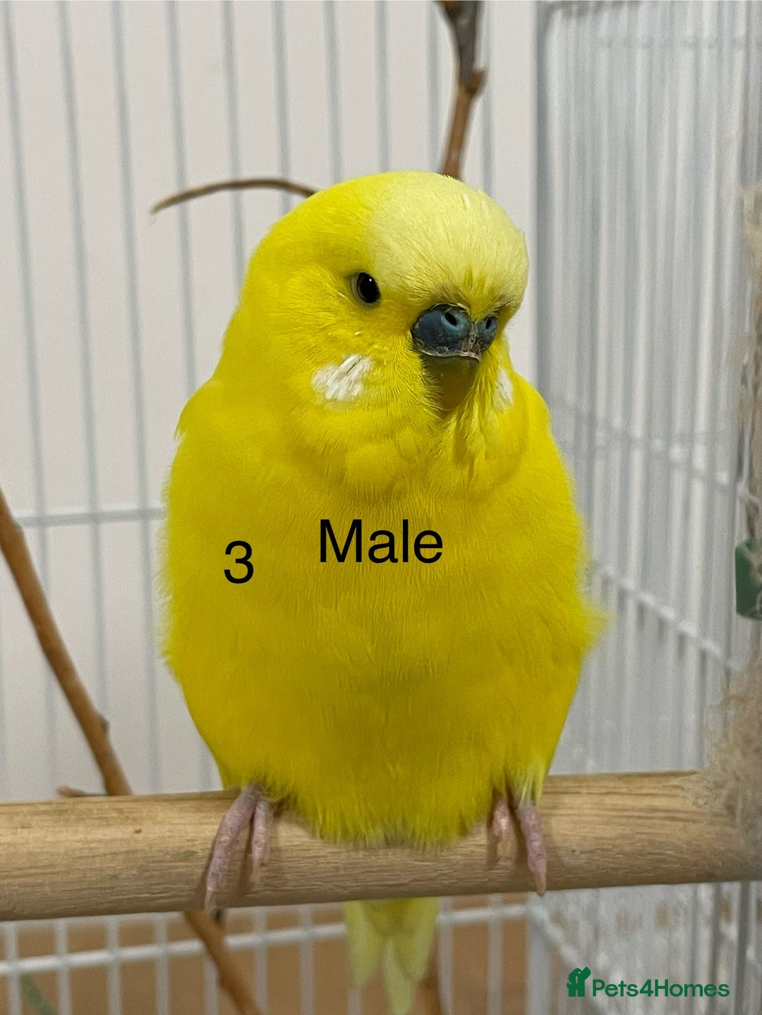 Budgerigars birds for sale: Beautiful Tame Budgies - Image 3