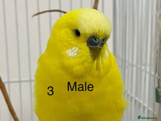 Budgerigars birds Beautiful Tame Budgies - Advert 1