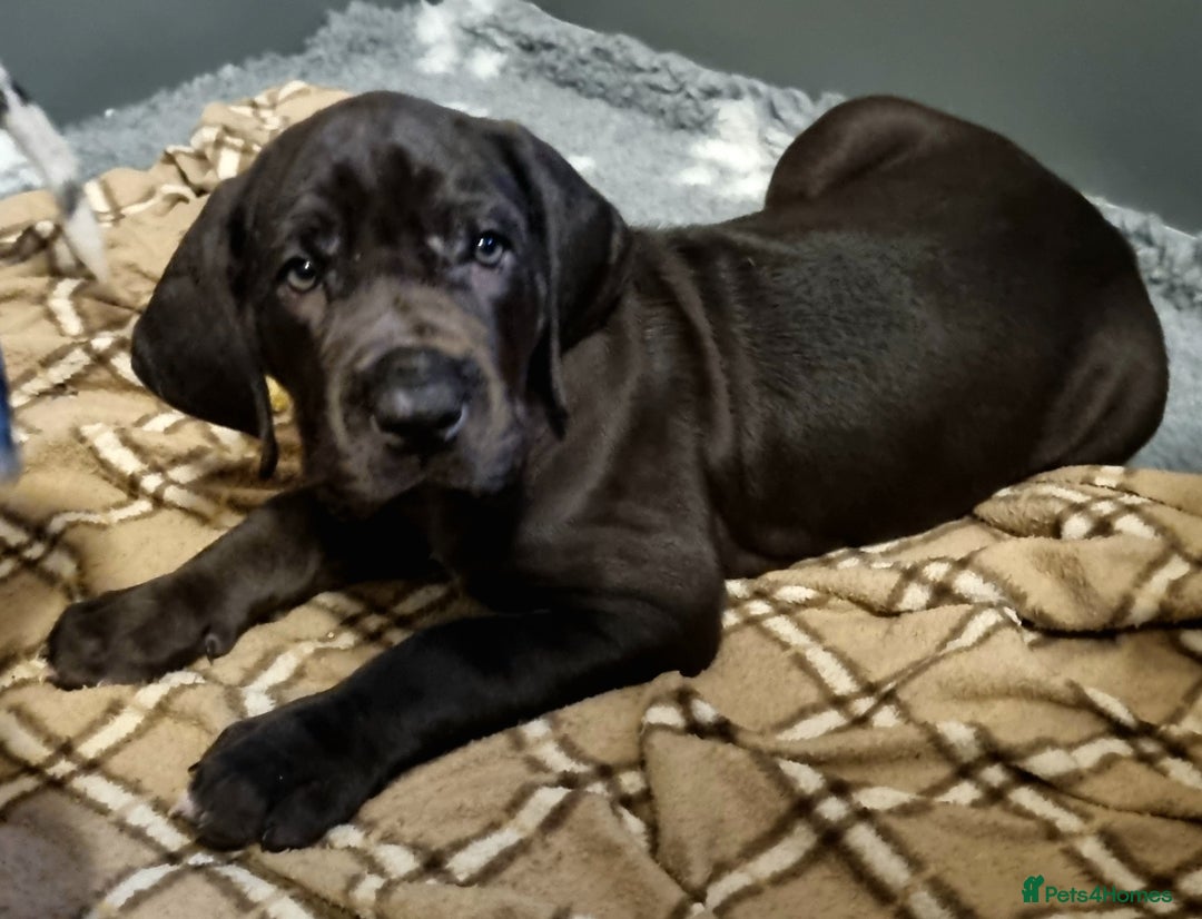 Great Dane dogs for sale: Exceptional pups, viewings welcome - Advert 2