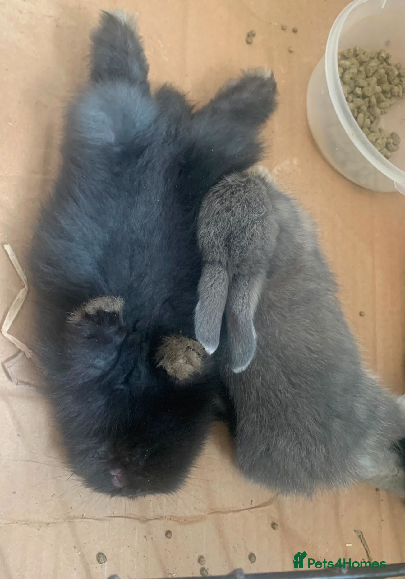 Mixed Breed rabbits Beautiful lop/lion kits! 8 weeks!! Not 12! - Advert 1