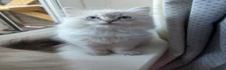 Ragdoll cats for sale: GCCF Full Pedigree Ragdoll Kittens  - Advert 32