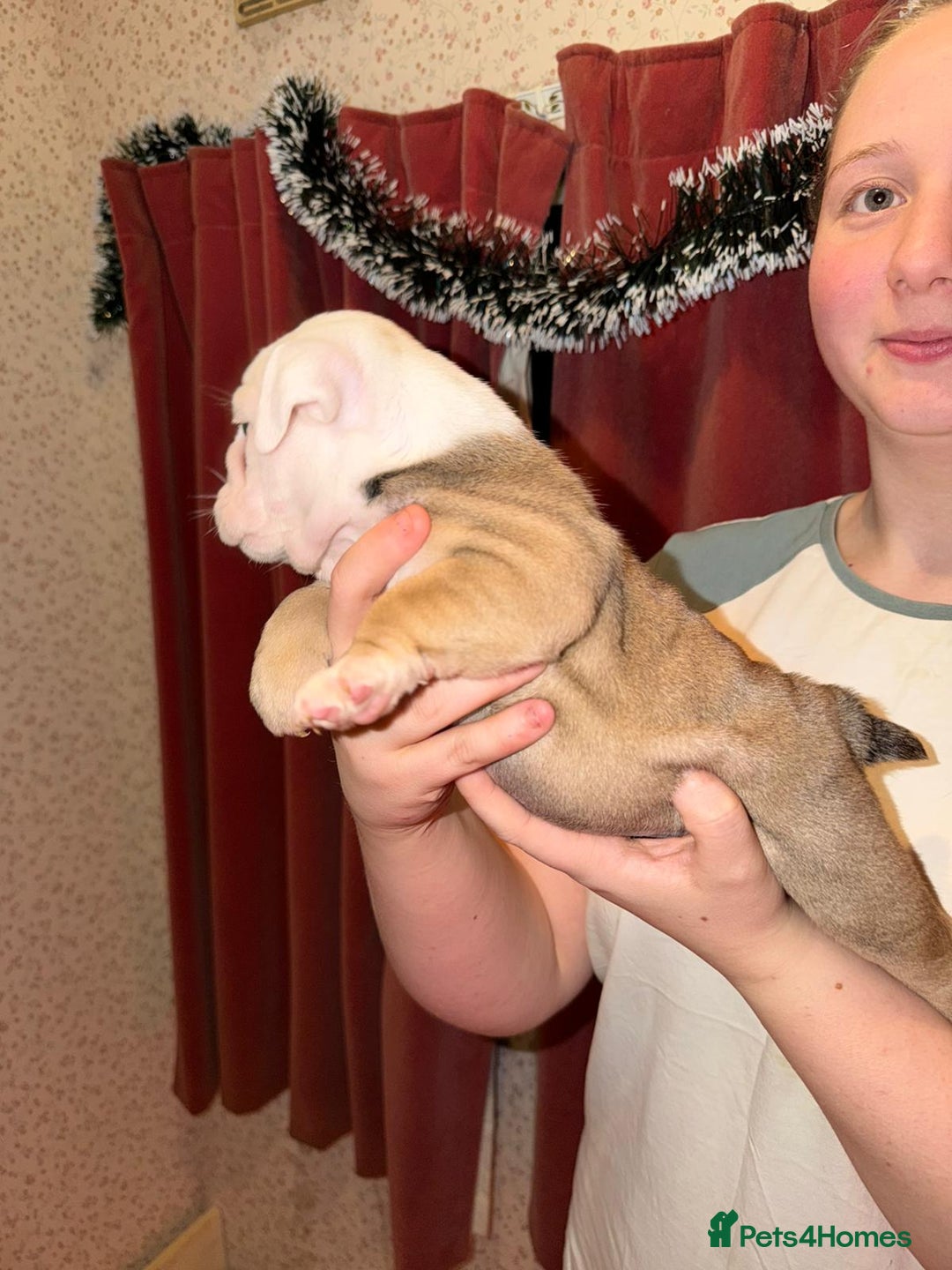 English Bulldog dogs for sale: English Bulldog Puppies Coloured  - Advert 30