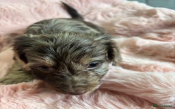 Mixed Breed dogs for sale: Puppies - Image 19