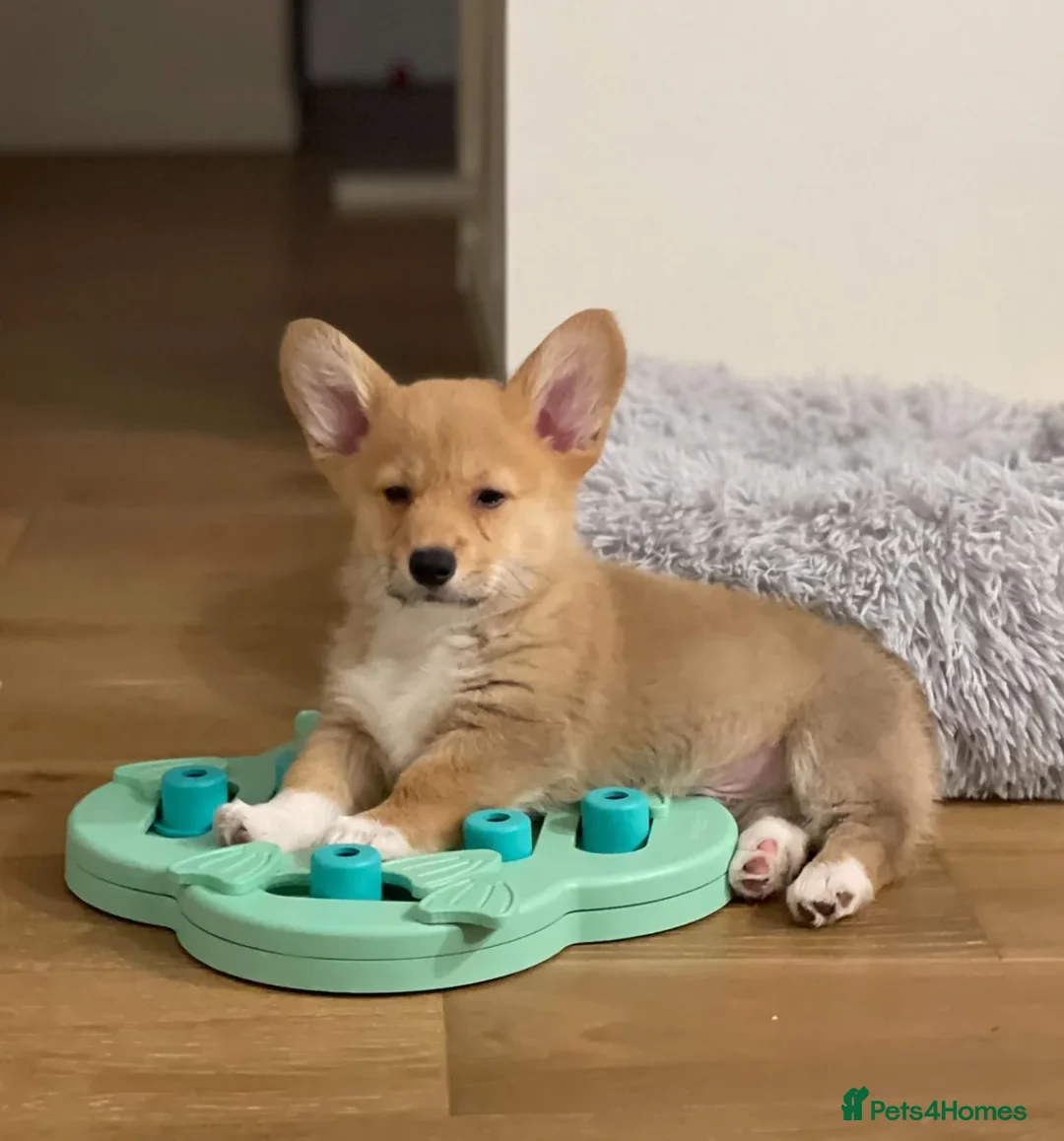 Welsh Corgi Pembroke dogs for sale: Seeking peaceful home and walks - Advert 5