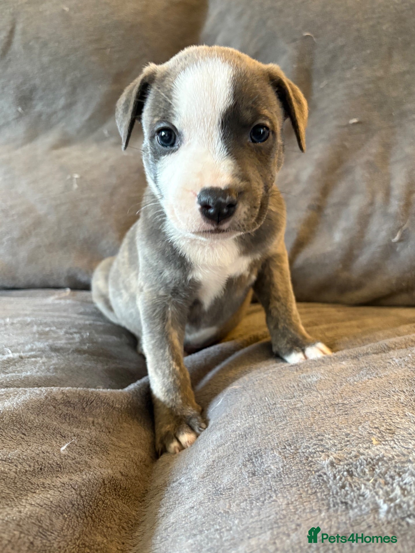 Mixed Breed dogs Staffy X puppies  - Advert 12
