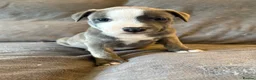 Mixed Breed dogs for sale: Staffy X puppies  - Advert 1