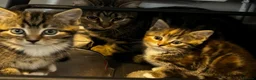 Mixed Breed cats for sale: Kittens for sale - Advert 4