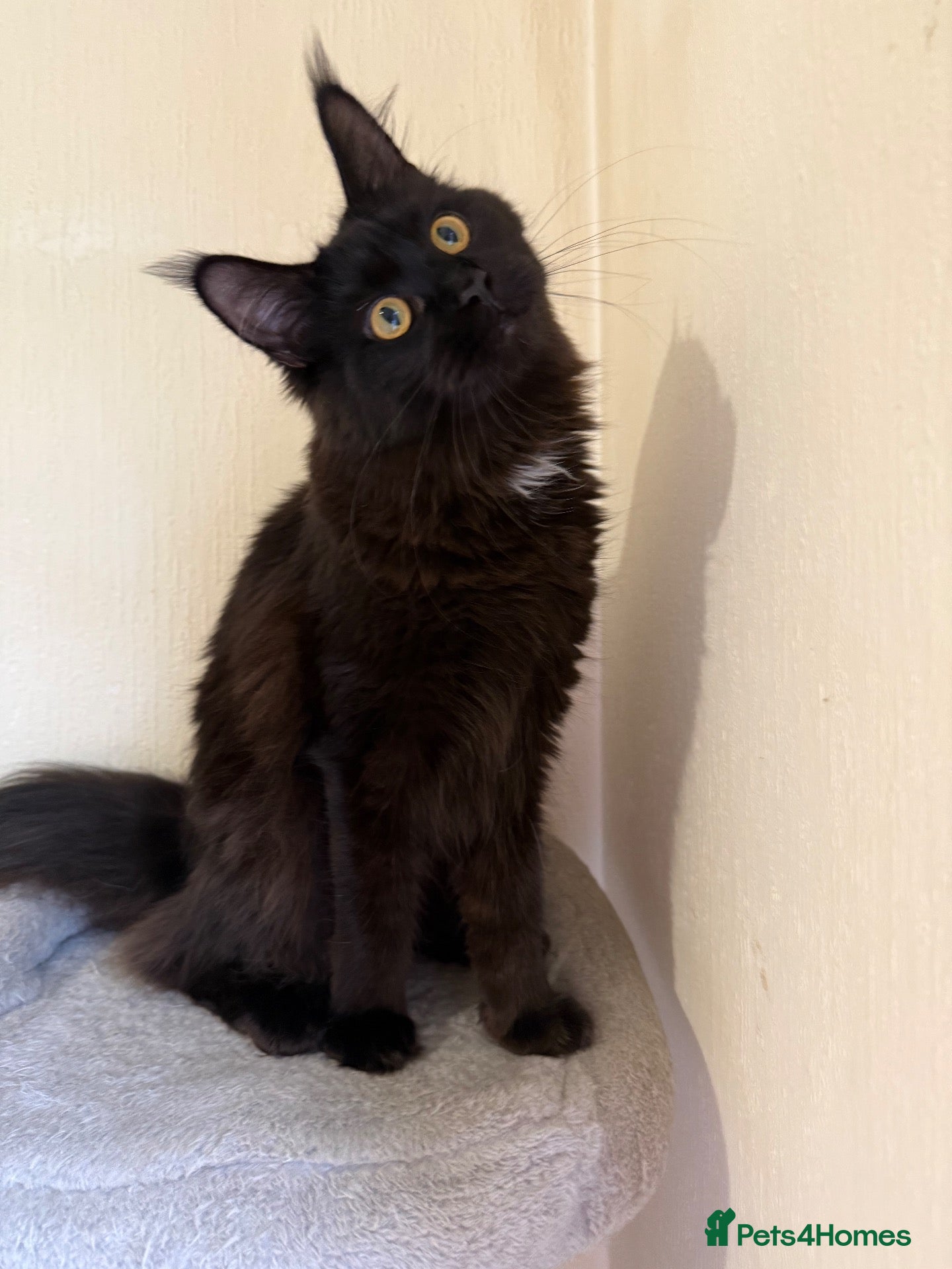 Maine Coon cats GCCF Maine coon Russian Import line👑 - Advert 2