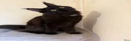 Maine Coon cats for sale: GCCF Maine coon Russian Import line👑 - Advert 2