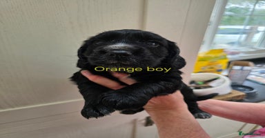 Cocker Spaniel dogs - Advert 11