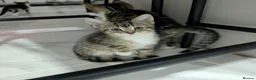 Mixed Breed cats for sale: Kittens for Sale - Advert 1