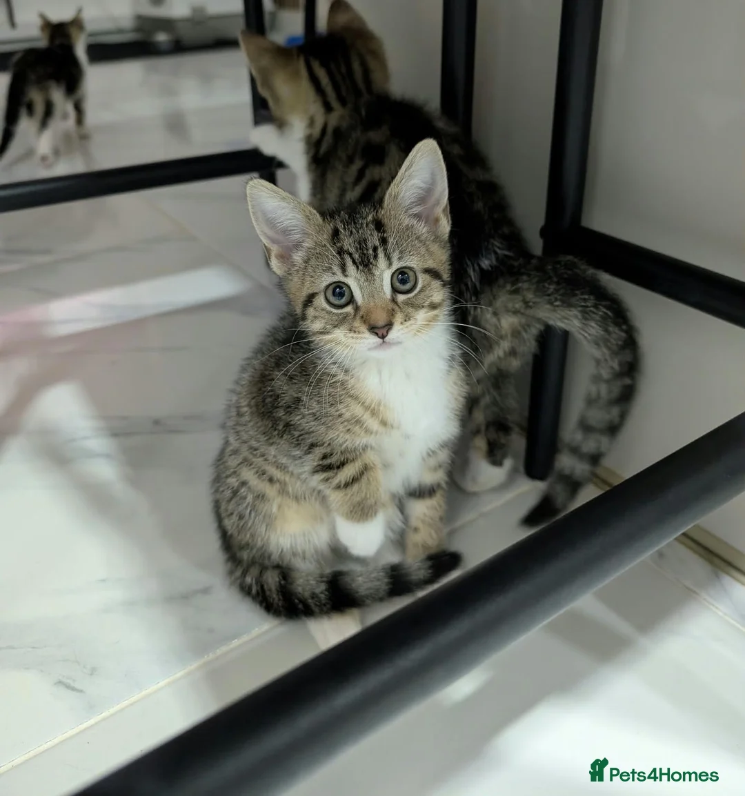 Mixed Breed cats for sale: Kittens for Sale - Advert 1