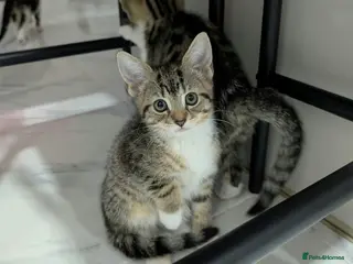 Mixed Breed cats Kittens for Sale - Advert 17
