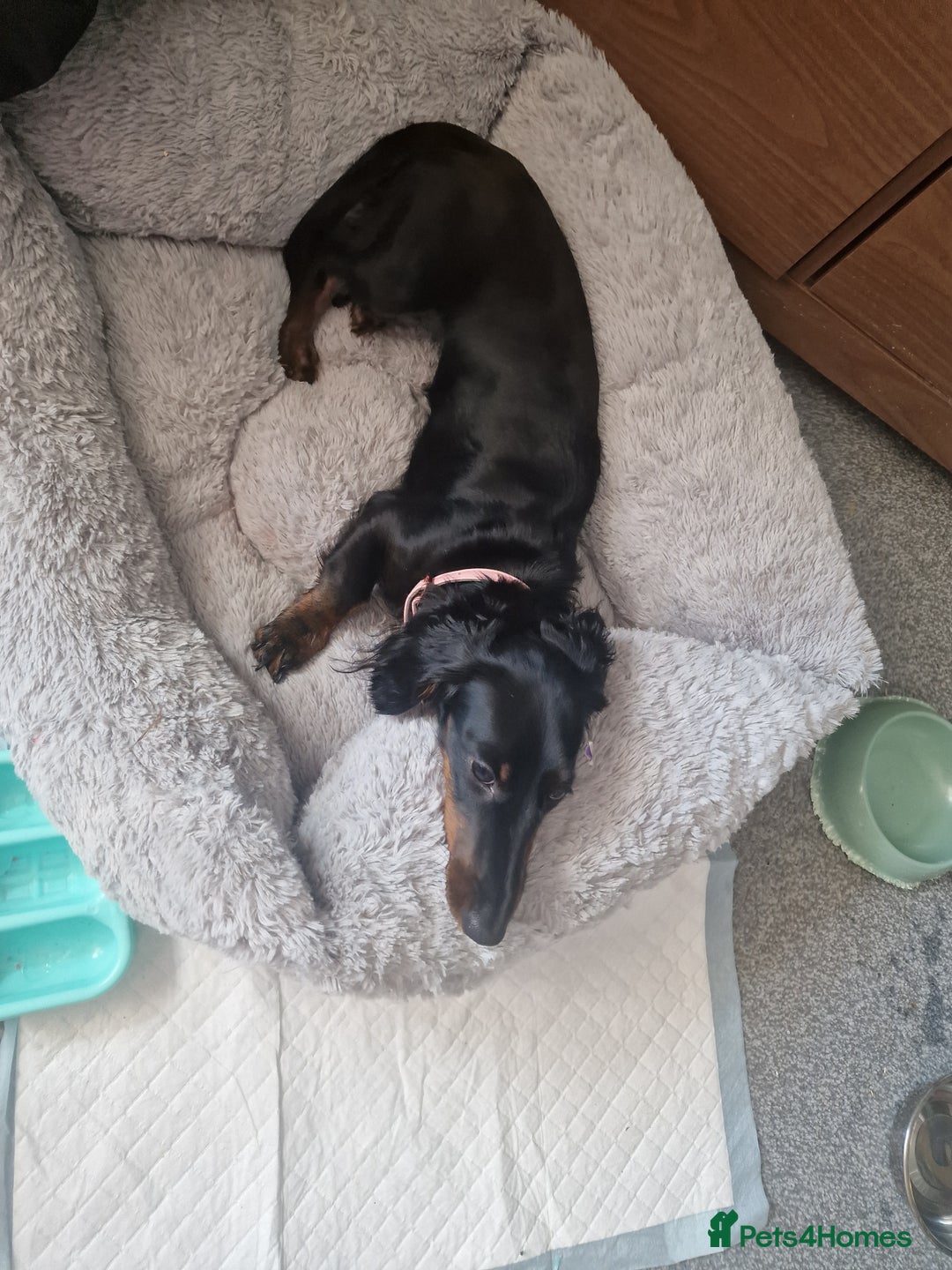 Dachshund dogs for sale: Miniature dashund - Image 3