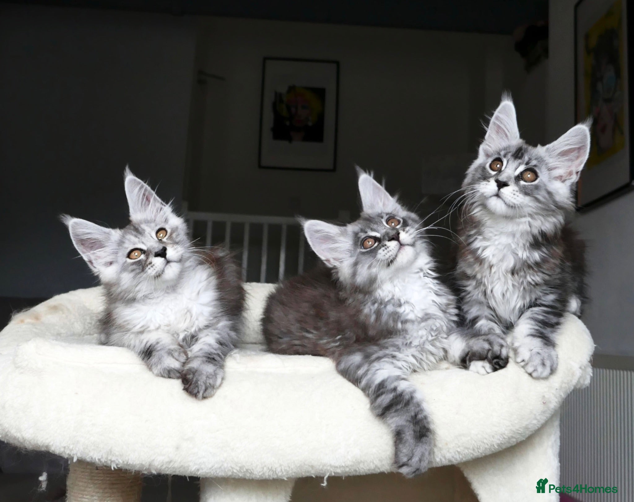Maine Coon cats Beautiful Maine Coon kittens ( polydactyl)  - Advert 16