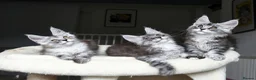Maine Coon cats for sale: Beautiful Maine Coon kittens ( polydactyl)  - Advert 2