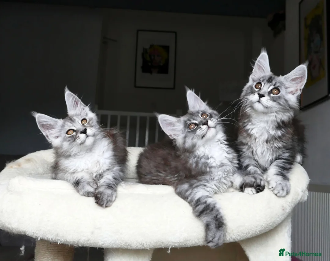 Maine Coon cats for sale: Beautiful Maine Coon kittens ( polydactyl)  - Advert 2