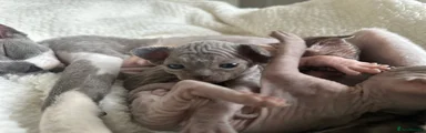 Sphynx Kitten 3
