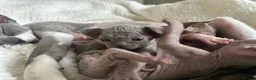 Sphynx cats for sale: Beautiful sphynx kittens from a mum and dad home - Advert 15
