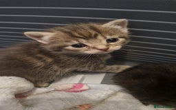 Mixed Breed cats for sale: Mixed Bengal Kittens Long Haired - Image 6