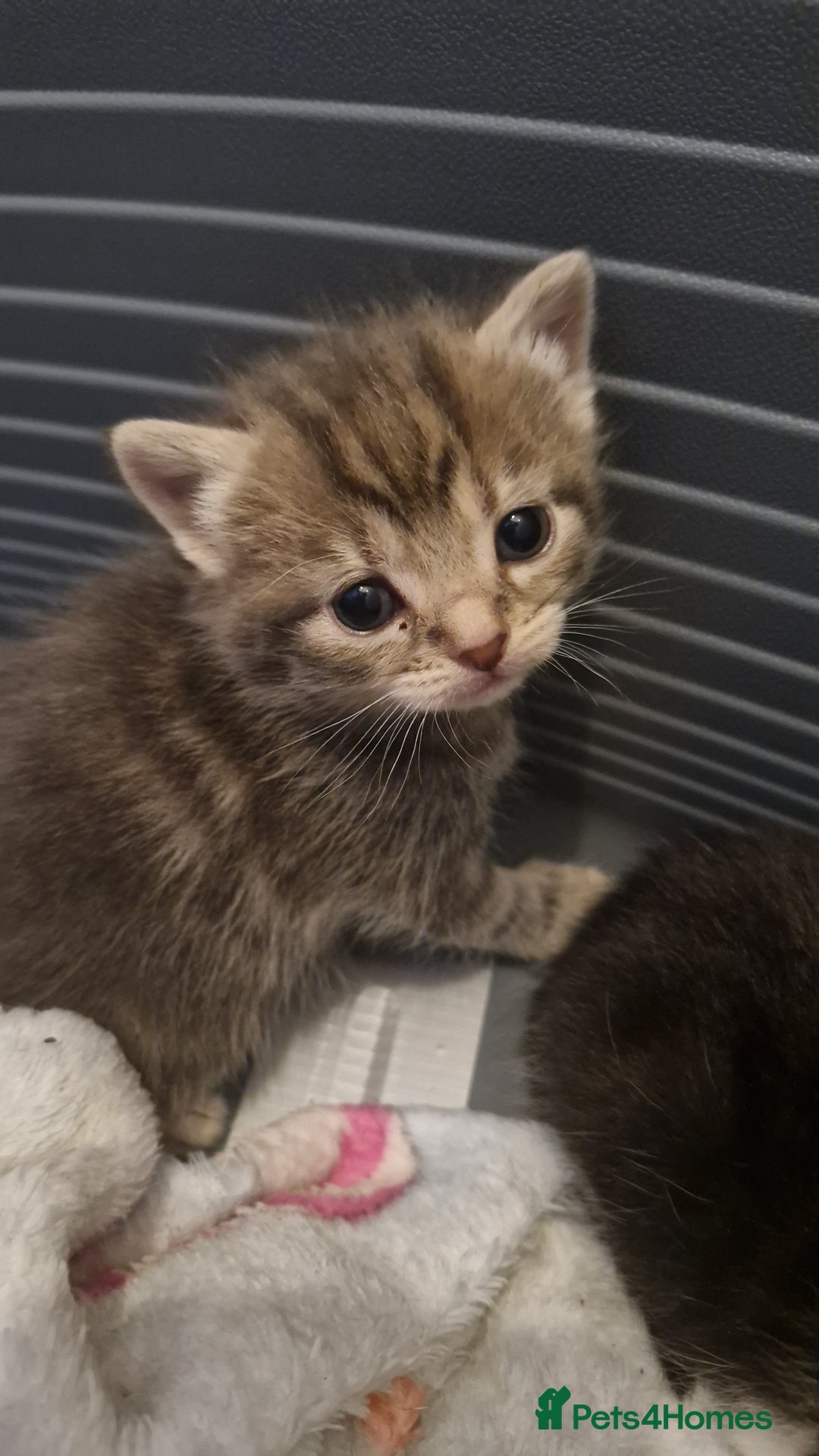 Mixed Breed cats for sale: Mixed Bengal Kittens Long Haired - Image 6