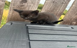 Mixed Breed cats for sale: Kittens ready to leave  - Image 23