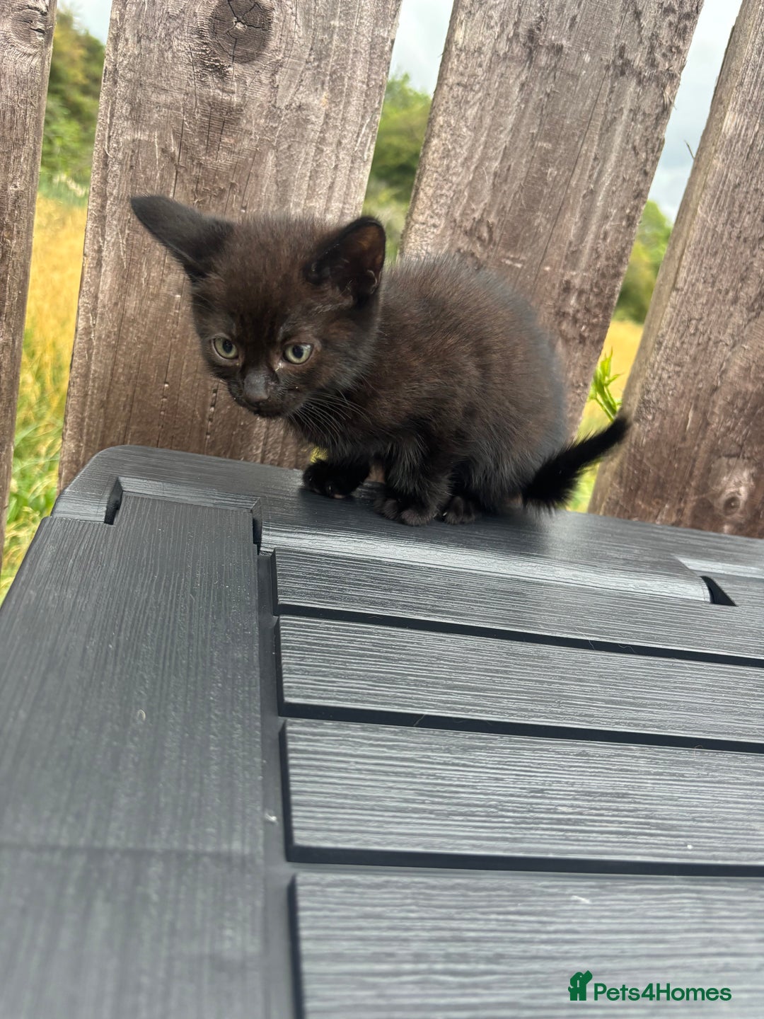 Mixed Breed cats for sale: Kittens ready to leave  - Image 23
