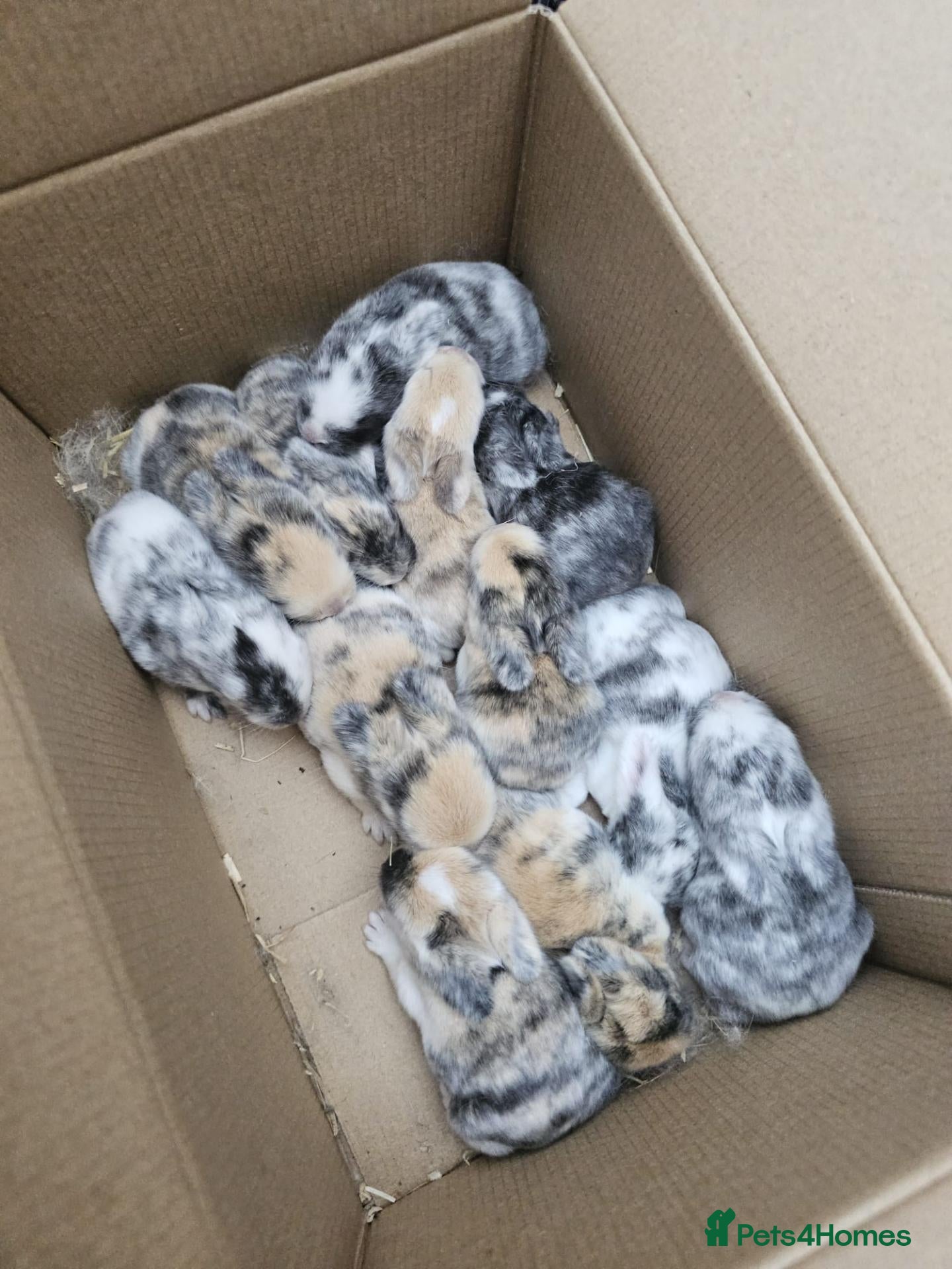Mixed Breed rabbits Healthy Baby Rabbits - Reserve Now! - Advert 1