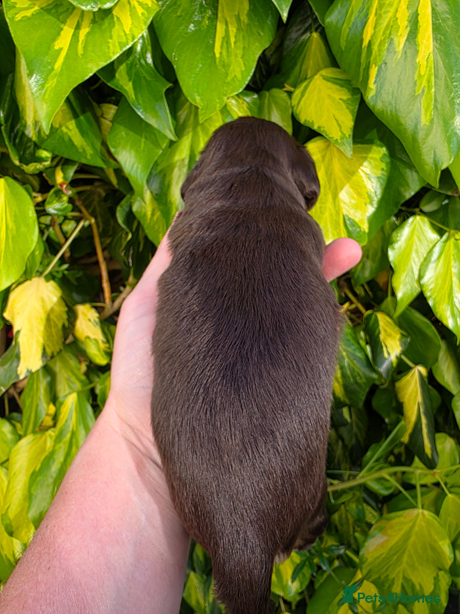 Cocker Spaniel dogs for sale: Black and chocolate tan point cockers  - Advert 6