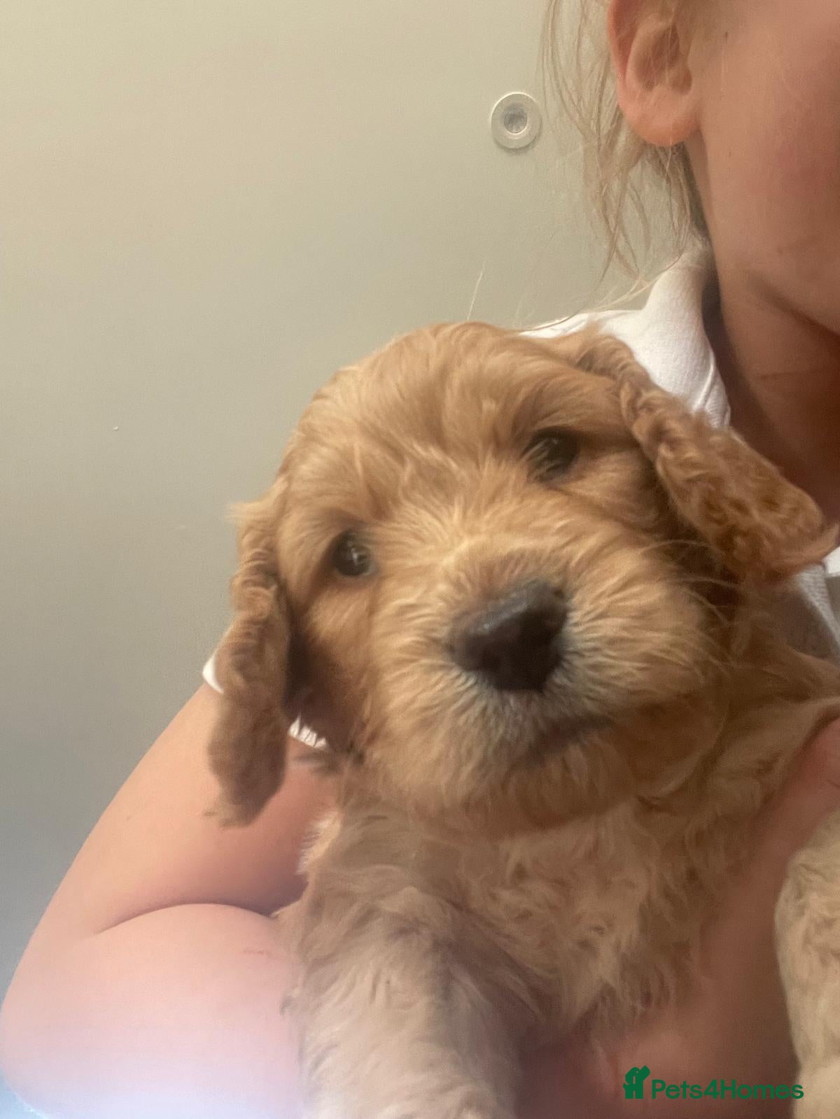 Cockapoo dogs for sale: Last beautiful boy left Gorgeous Golden Cockerpoo - Advert 26