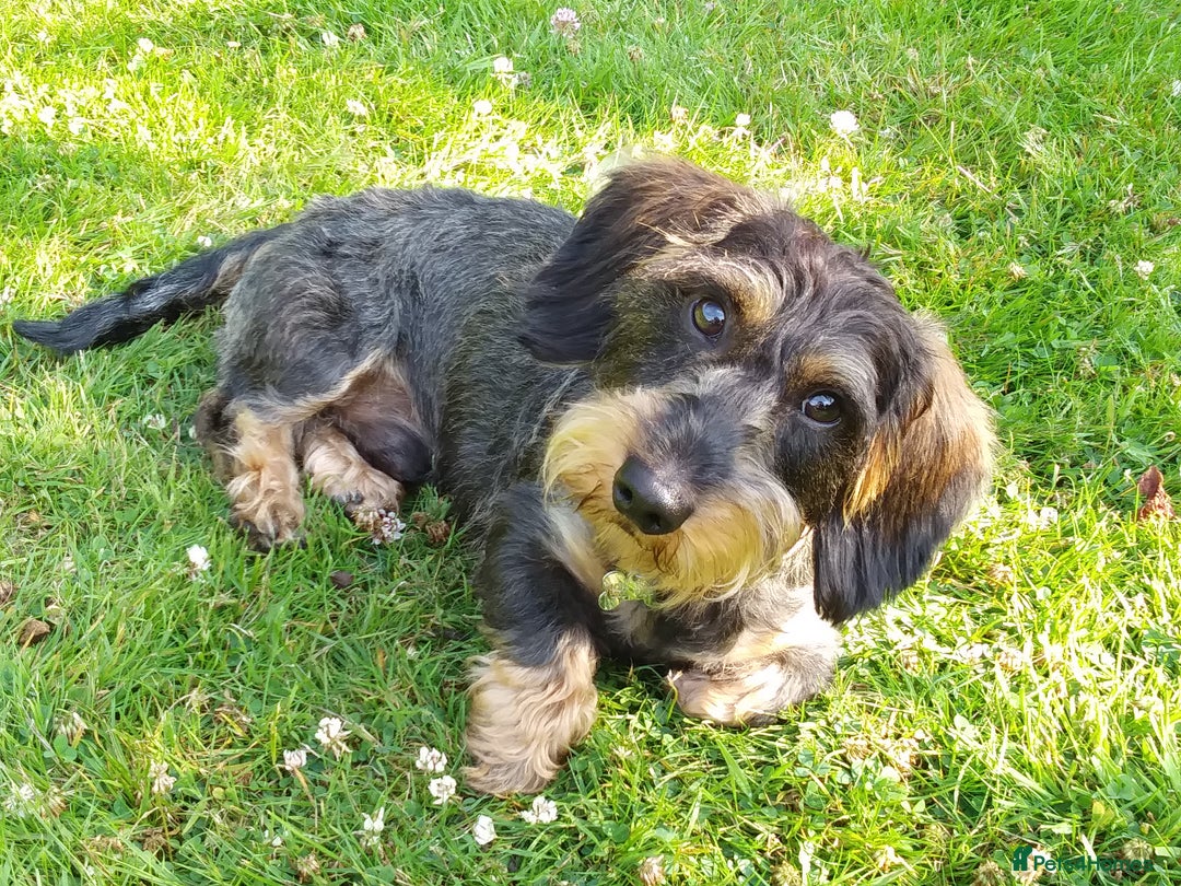 Miniature Dachshund dogs for sale: Basil - Image 2