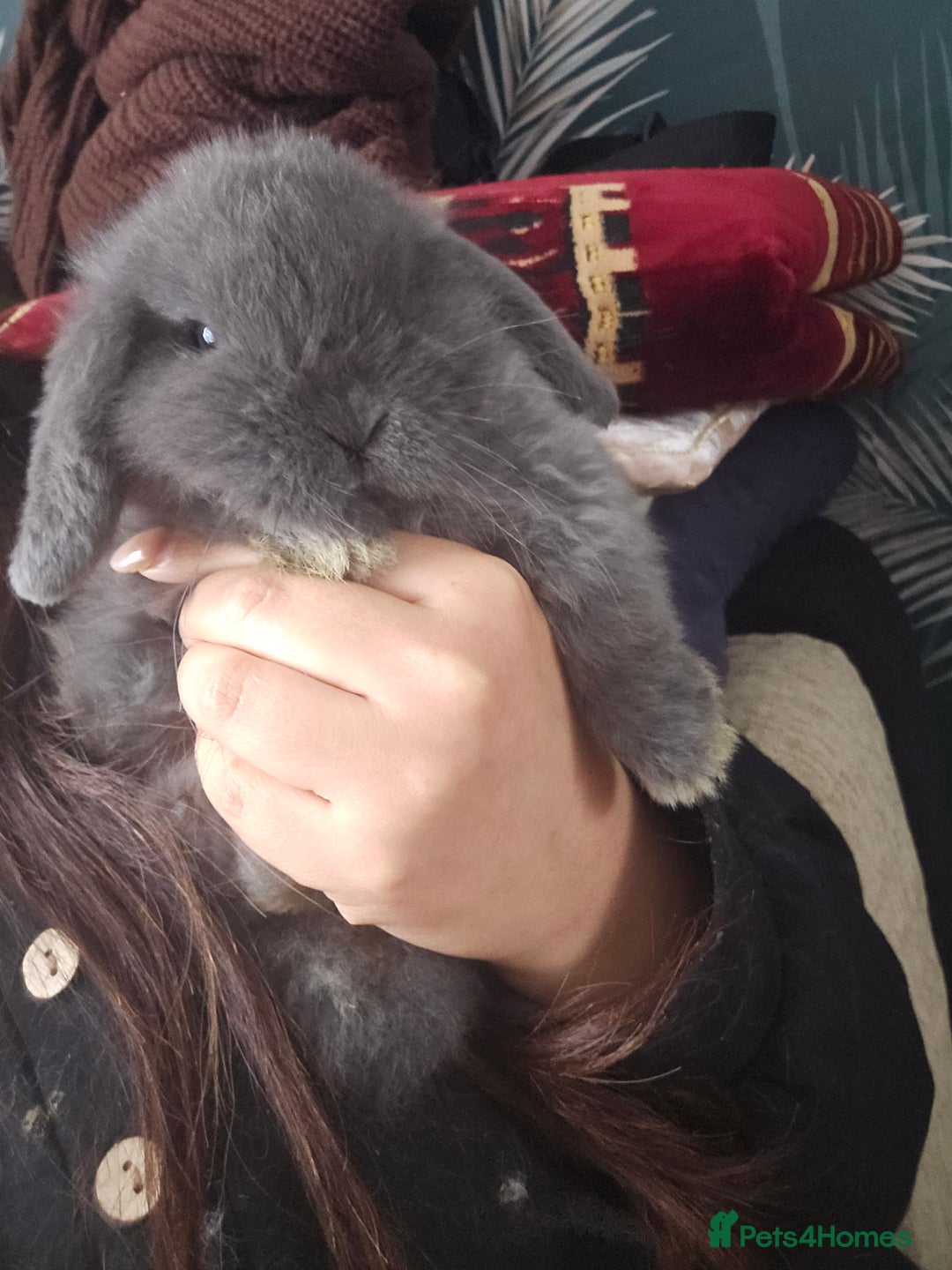 Mini Lop rabbits for sale: 2 Beautiful Mini Lop Baby Does  - Advert 6