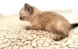 Bengal cats for sale: Seal mink snow & charcoal seal bengal  - Image 17